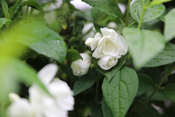 jasmin, jasmin in garden, garden, white flower, white jasmin