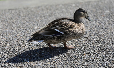 duck, duck is walking, bird is on the ground