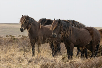 Exmoor ponies standing on barren moorland with plain sky.