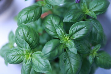 close up of basil, basil leaves growing, fresh basil