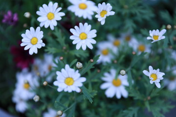 daisies in a garden