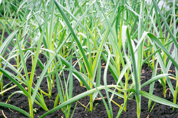 Garlic grows in a garden bed in the village.