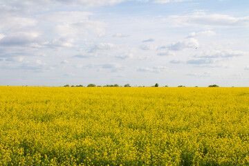 Obraz premium Wide angle view of a beautiful field of bright yellow canola or rapeseed