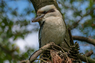 Kookaburra, dacelo novaeguineae