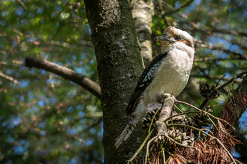 Kookaburra, dacelo novaeguineae