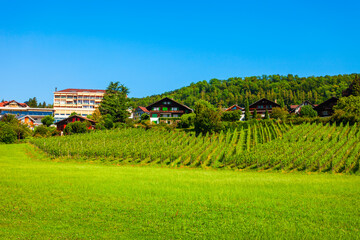 Fototapeta na wymiar Vineyards in Spiez town, Switzerland
