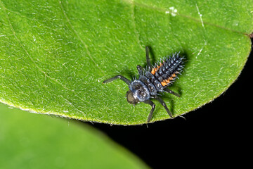 Naklejka premium Ladybird larva sitting on a leaf. Ladybug, aka, Ladybird Beetle (Lat. Coccinellidae) larva on a leaf