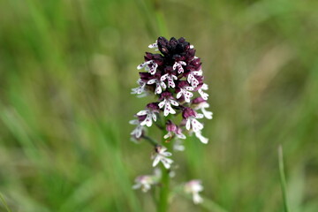 Brand-Knabenkraut auf einer Frühlingswiese