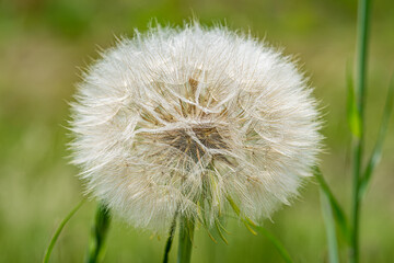 Large wild dandelion, Tragopogon pratensis