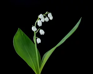 Fototapeten lily of the valley in the dark © Globus 60