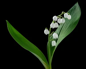 Fototapeten lily of the valley in black background © Globus 60