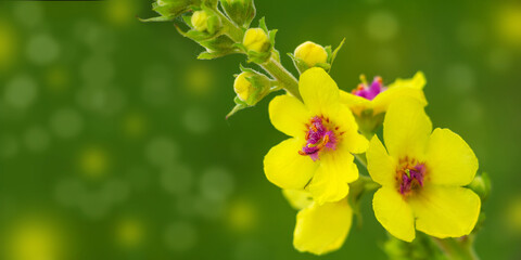 Obraz premium Beautiful yellow mullein flowers on a green background.