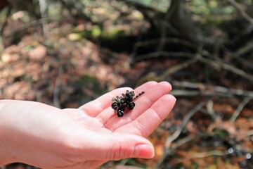 Close-up on the open palm of a woman lies a small twig