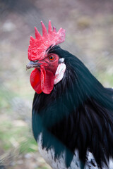 Rooster of the Lakenfelder chick which belongs to the endangered animals