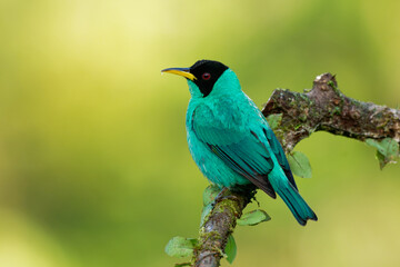 Green Honeycreeper - Chlorophanes spiza, small green bird with black head in tanager family, found in the tropical New World from southern Mexico south to Brazil and on Trinidad, sunset yellow light