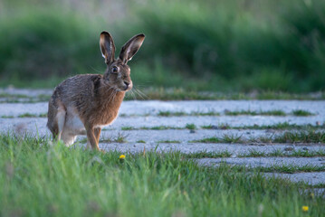 Hase 