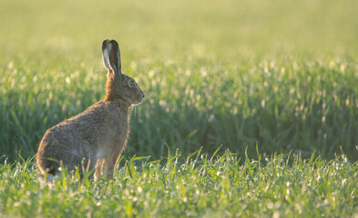 Hase 
