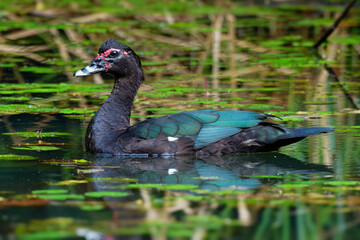 Muscovy Duck - Cairina moschata, also Barbary duck, large black duck native to Mexico and Central and South America, found also in New Zealand, Australia and Europe, in the lake