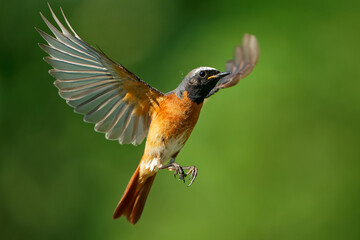 Common Redstart Phoenicurus phoenicurus small passerine bird in Phoenicurus, formerly Turdidae, now Old World flycatcher family Muscicapidae, flying orange and black bird on the green background