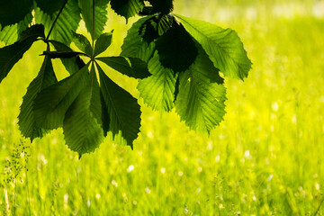 green chestnut leaves against the backdrop of green nature © Paulina
