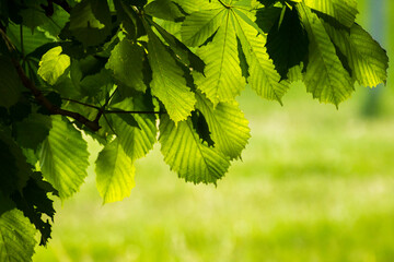 green chestnut leaves against the backdrop of green nature © Paulina