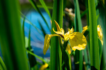 gelbe Sumpf-Schwertlilie am Gewässer