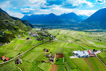 South Tyrol vineyards aerial view - obrazy, fototapety, plakaty