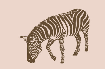 Fototapeta na wymiar Vector vintage zebra ,sepia background, hand drawn illustration