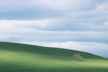 arbre isolé au milieu d'un champ au printemps