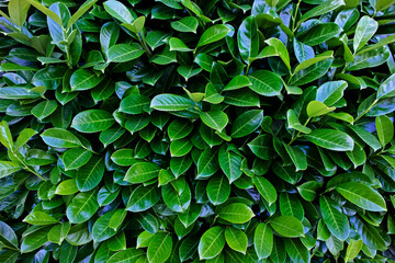 Green leaves