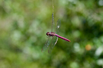 Purple dragonfly caught in a spiderweb