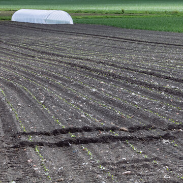 champ cultiv&eacute; par un mara&icirc;cher avec une serre