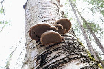 Close up of tree mushrooms on the trunk. Forest in the background