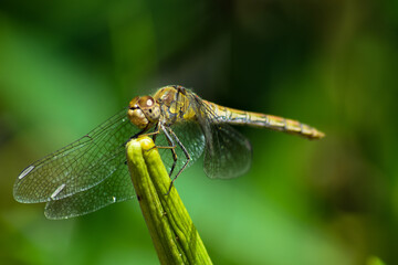 foto macro de insectos libélula