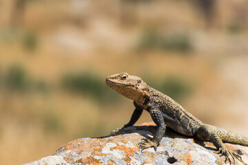 Naklejka na ściany i meble Desert spiny lizard. Wildlife animal. Agama Lizard closeup. The wild nature