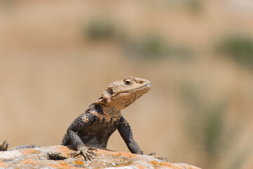 Desert spiny lizard. Wildlife animal. Agama Lizard closeup. The wild nature