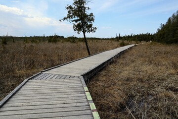 A gray boardwalk receding into the distance among dry grass. A lonely tree in the center....