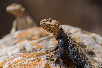 Desert spiny lizard. Wildlife animal. Agama Lizard closeup. The wild nature