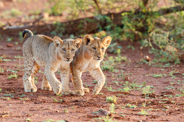 Lion cub walking in Zimanga Game Reserve near the city of Mkuze in South Africa