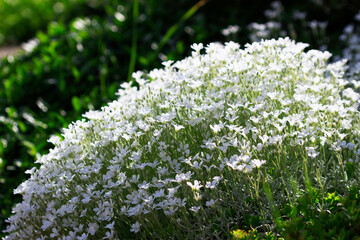 Cerastium, white flowers on a green background.
