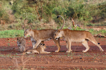 Naklejka na ściany i meble Lioness walking with her playful cub in a Game Reserve near the city of Mkuze in South Africa