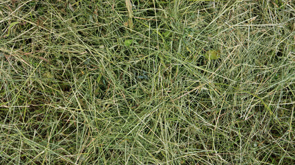 Dried cut grass on the ground as green background