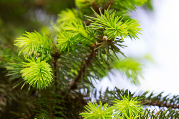 Spruce branches with young sprouts in the park. Ecological concept.