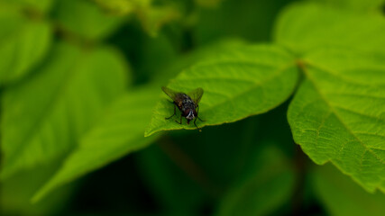 Naklejka premium Common fly on a green leaf in the shade