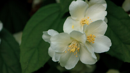 Blooming jasmine bush with white buds
