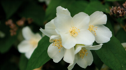 Obraz na płótnie Canvas Blooming jasmine bush with white buds
