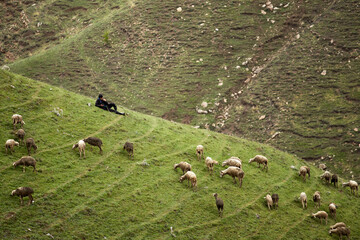 A shepherd grazes sheep in the mountains, a flock of sheep. Dagestan, national tradition