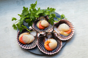 natural scallops in the shell grouped, top view