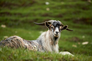 The shepherd grazes sheep in the mountains, a flock of sheep. Dagestan, national tradition