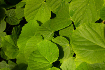 Close up green tilia tree spring leaves background